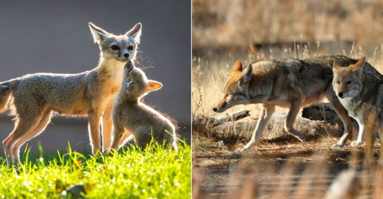10 Fascinating Facts About California’s Wild Canines (Coyotes, Foxes, And Others)
