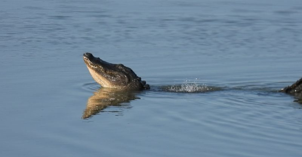 10 Fascinating Facts About The American Alligators Living In Louisiana’s Bayous