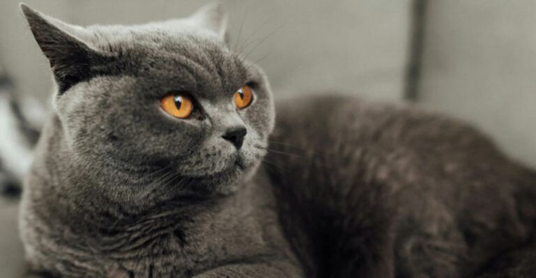 10 Fun Cat Breeds That Fit Ohio Families And Have Kid-Proof Qualities Parents Adore