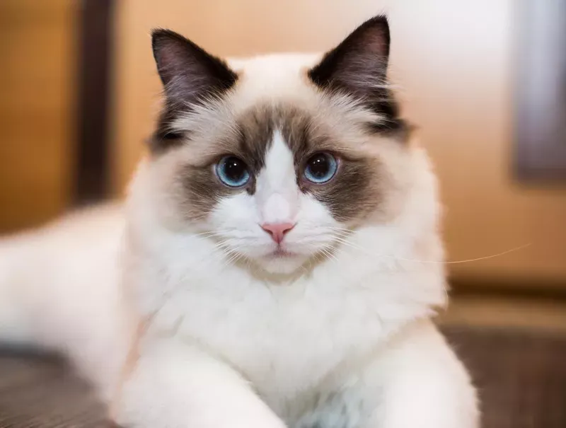 Ragdoll: The Gentle Giants