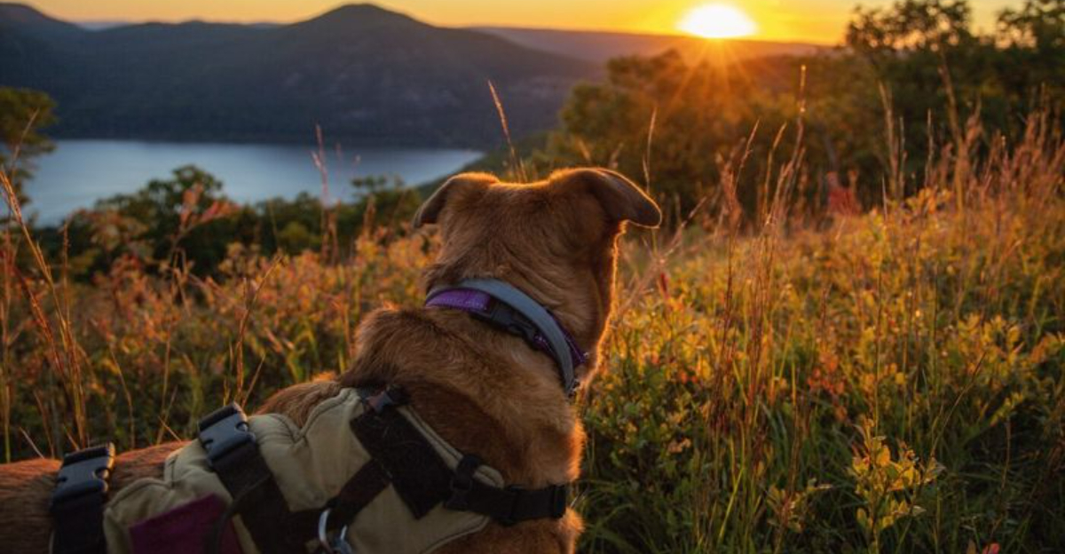 10 Hidden Dog-Friendly Parks In New York State (And Why You Should Visit Them)