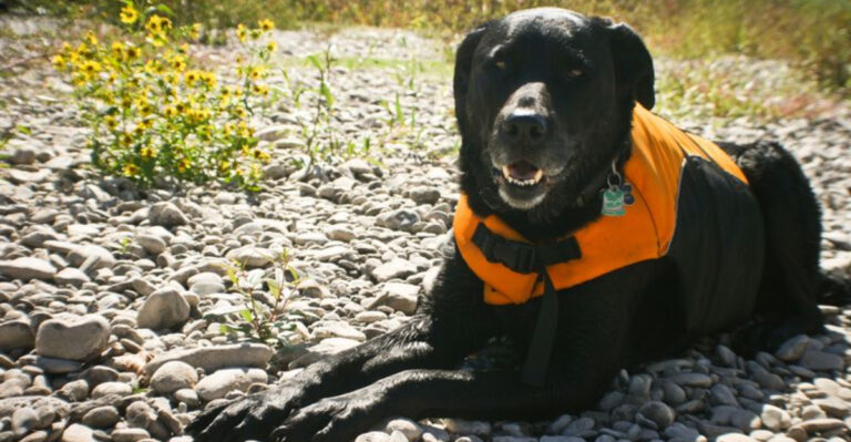 10 Hidden Dog-Friendly Swim Spots In Oregon You Need To Explore