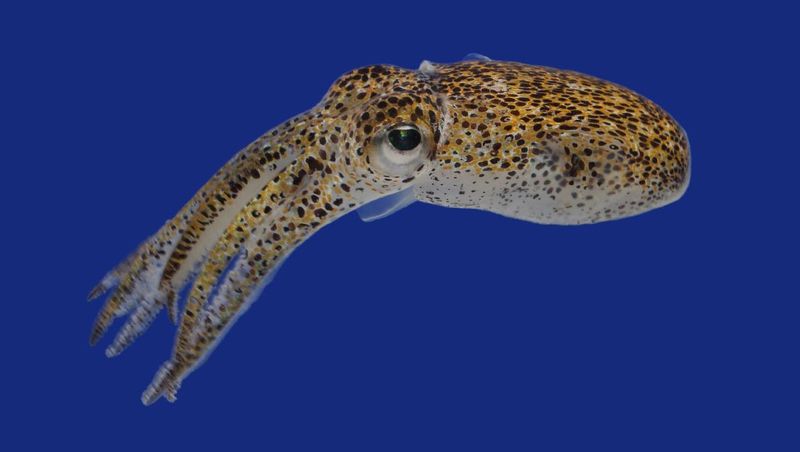 Hawaiian Bobtail Squid: Nature's Tiny Lightbulb
