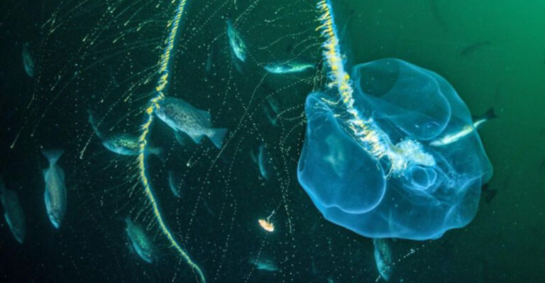 10 Incredible Glow-in-the-Dark Creatures Found On Hawaii’s Nighttime Dives