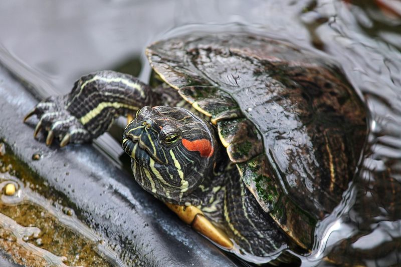 Red-eared Slider: The Turtle Taking Over