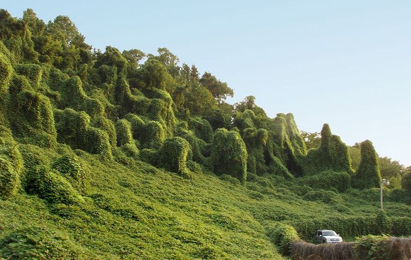 Kudzu: The Vine That Ate The South