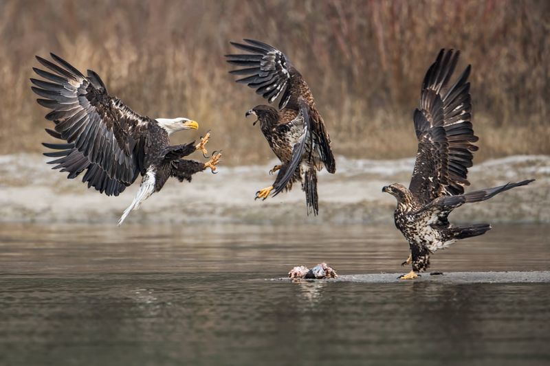 Guided Walks At Skagit River Bald Eagle Interpretive Center