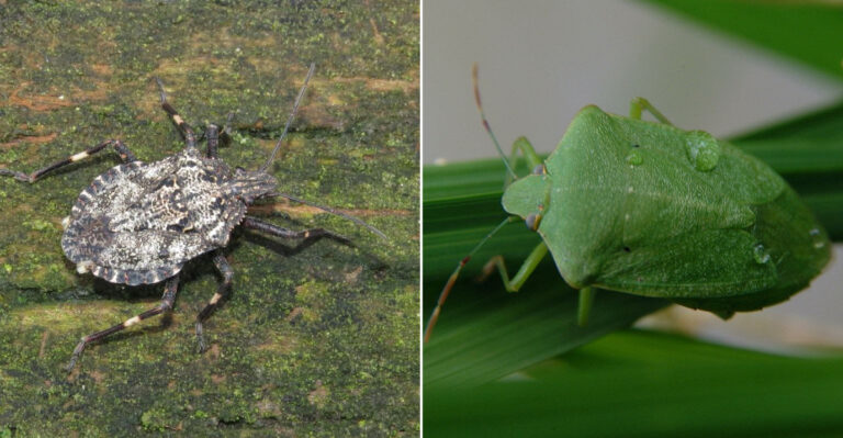 10 Kinds Of Stink Bugs Commonly Found In Pennsylvania