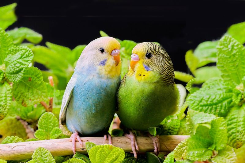 Budgerigar (Budgie)