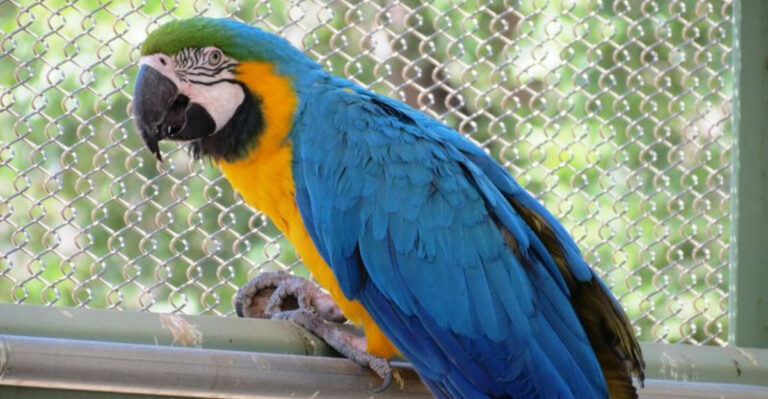 10 Legal Pet Birds In California And What Every Owner Should Know