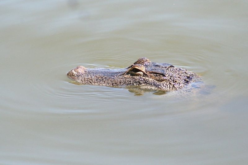 Alligators: Rulers of the Waterways
