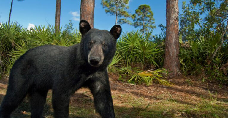 10 Most Dangerous Animals Found In Florida And Where To Avoid Them