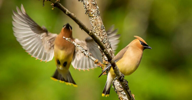 10 Must-See Wildlife Events In Washington This Summer