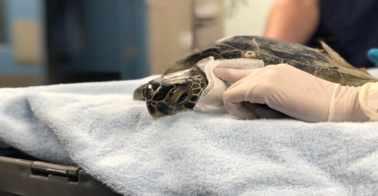 10 Must-Visit Wildlife Rehabilitation Centers In Florida That Save Everything From Sea Turtles To Manatees