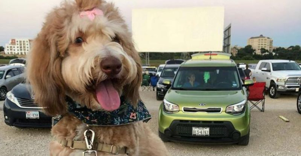 10 Oklahoma Drive-In And Diners That Welcome Dogs Like Royalty