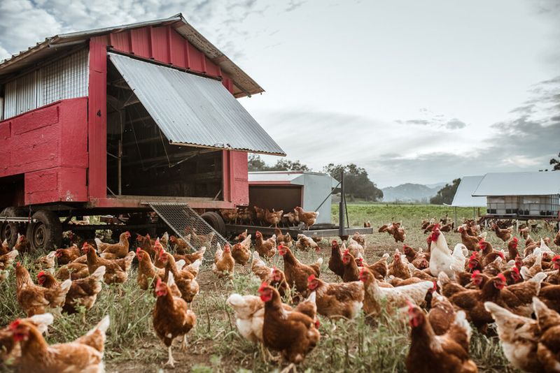 Chickens: Nature's Garden Assistants