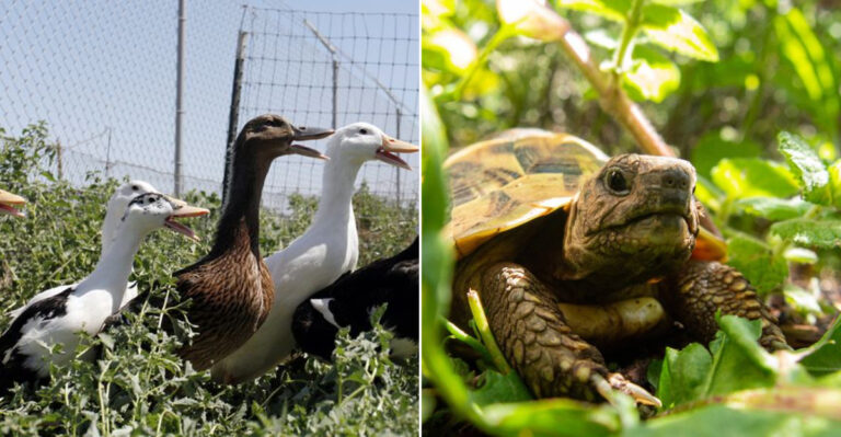 10 Pets That California Gardeners Pair With Landscapes Friendly To Bees