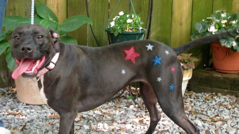 No Doggy Tattoos or Piercings Allowed