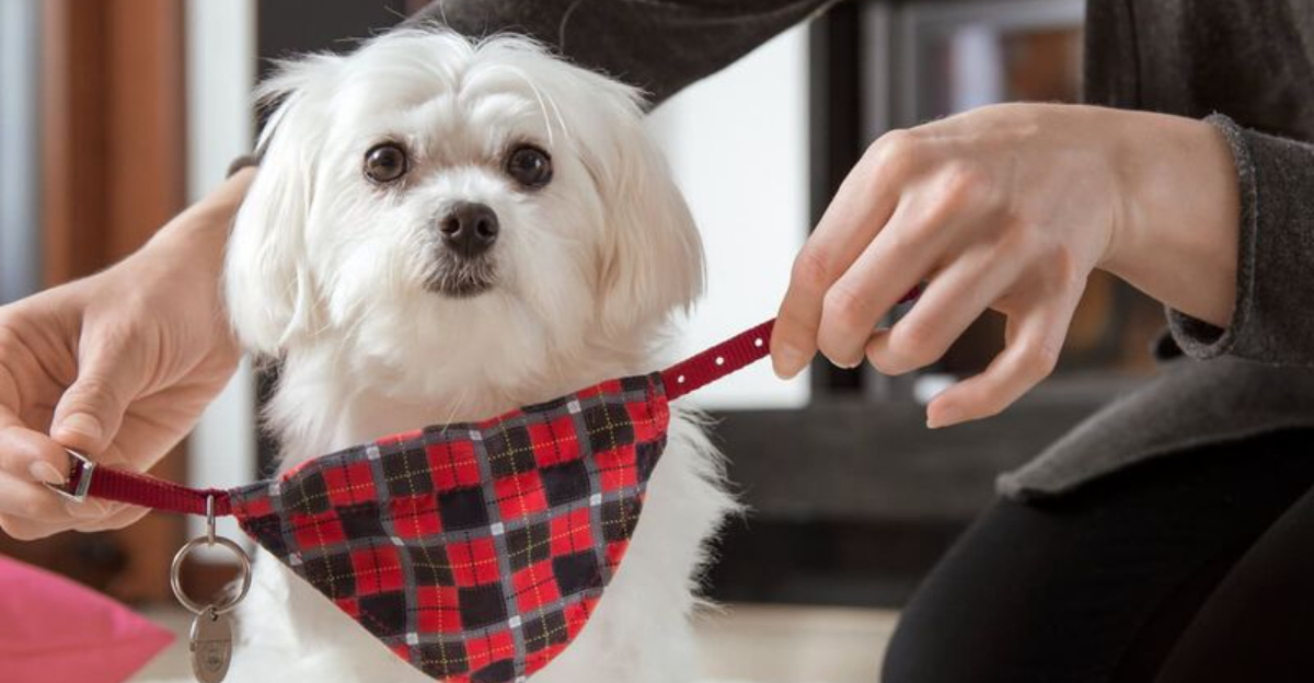 10 Quirky Dog Laws In New York State You Didn’t Know Existed