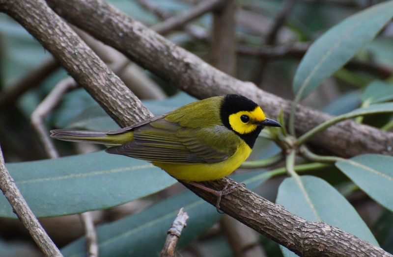 Bachman's Warbler - The Ghost Bird
