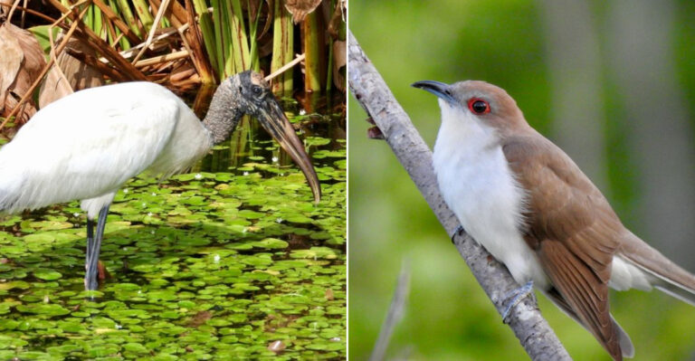 10 Rare Bird Species Found In Congaree National Park, South Carolina
