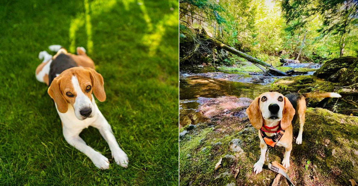 10 Reasons Beagles Are Oregon’s Go-To Dog For Family Adventures