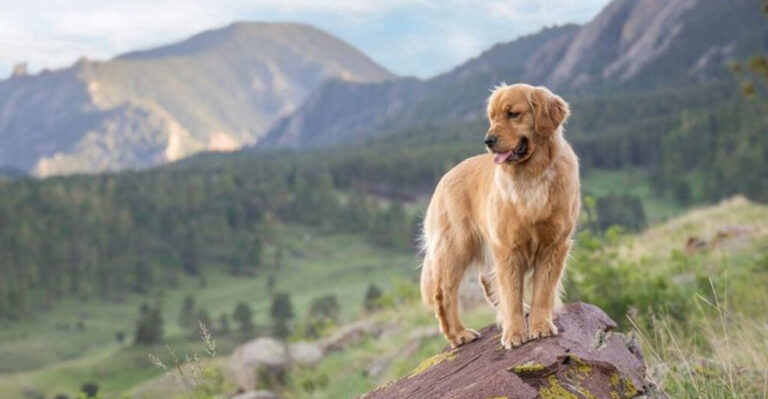 10 Reasons Golden Retrievers Are The Perfect Colorado Dog