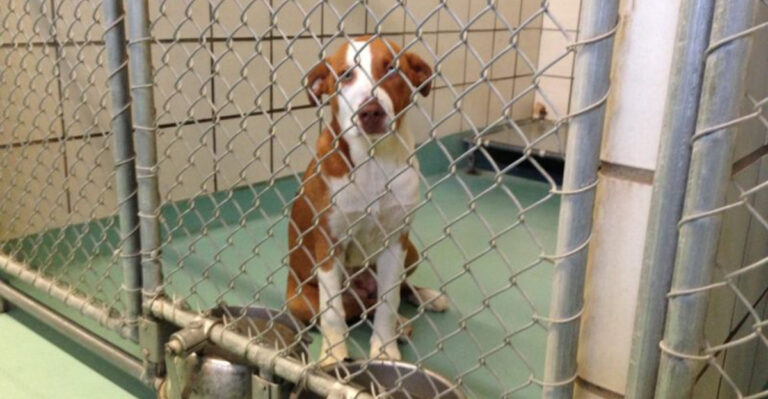 10 Reasons Why Adopting Senior Pets In Texas Is A Great Choice