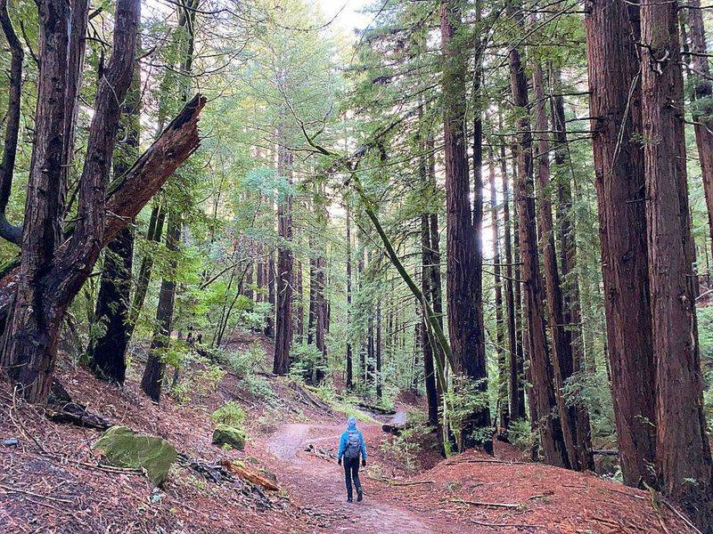 Thornewood Open Space Preserve – Woodside, CA