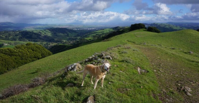 10 Secret California Trails Where Dogs Can Hike Away From The Crowds