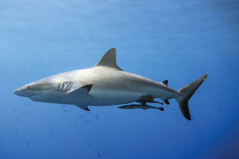Blacktip Shark: The Aerial Acrobat