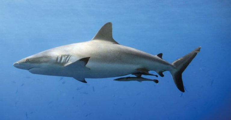 10 Shark Species You Can Spot Off The Coast Of Texas
