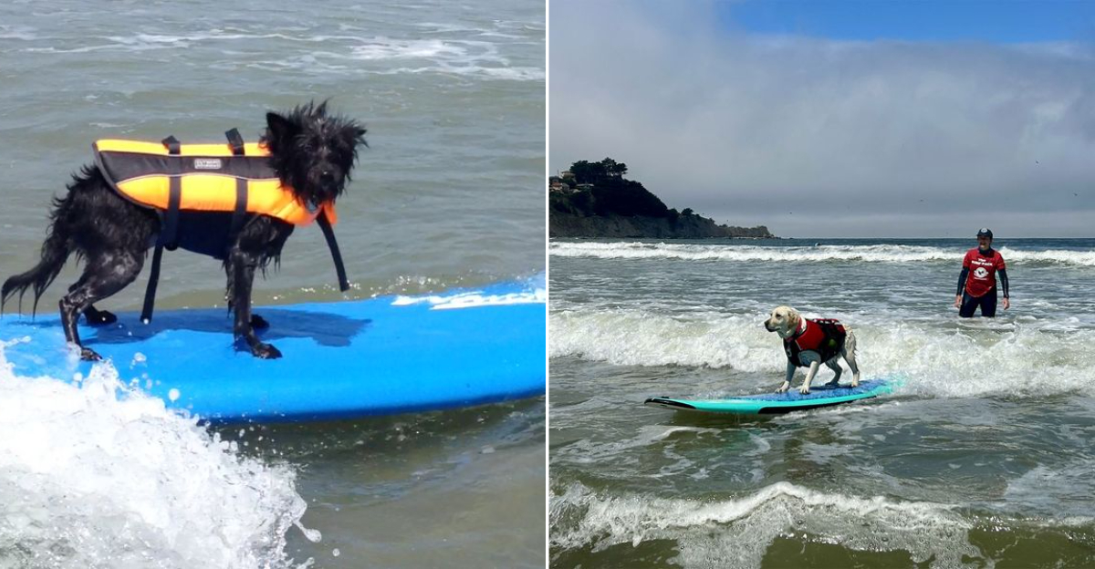 10 Spots In California Where Your Dog Can Learn To Surf (Yes, Seriously!)
