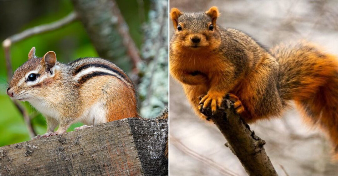10 Squirrel Species Commonly Seen In Iowa With Identification And Photos 10 Squirrel Species Commonly Seen In Iowa With Identification And Photos