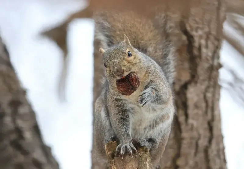 Eastern Gray Squirrel