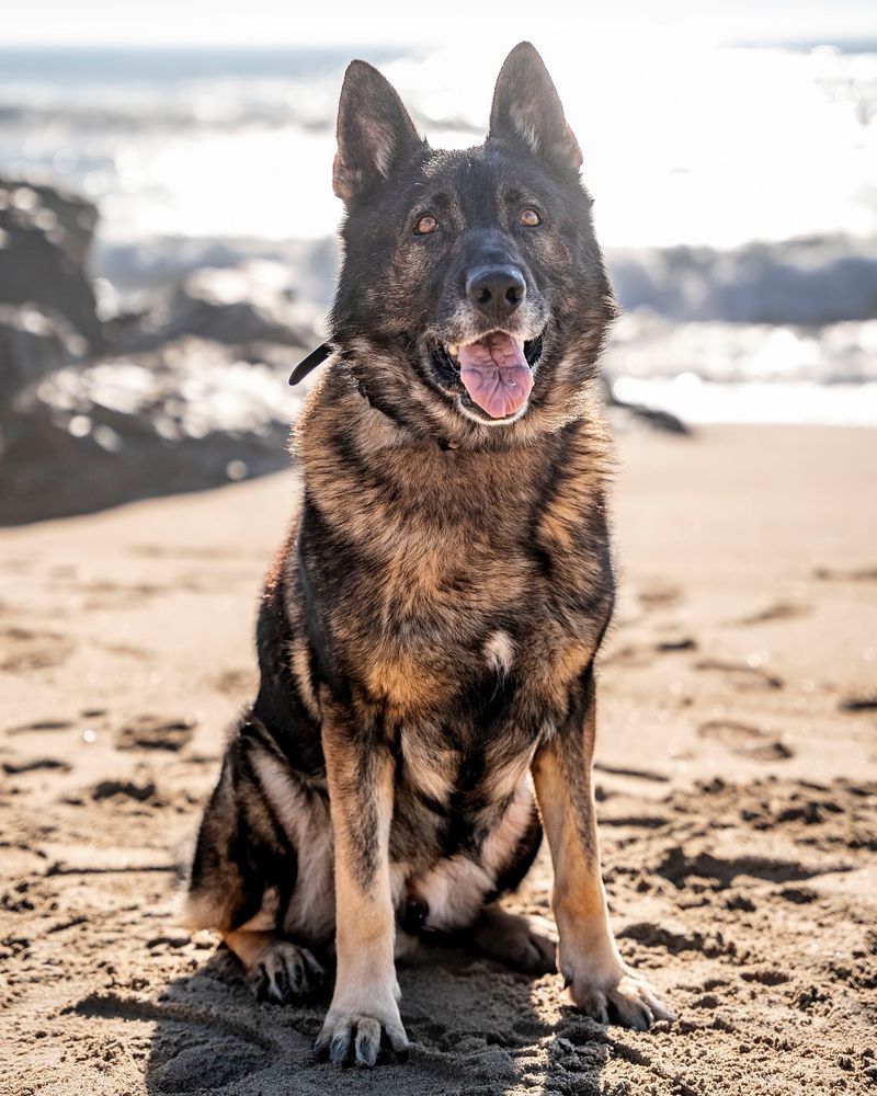 California's Coastal Guardians