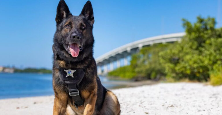 10 States Where German Shepherds Shine As The Best Working Dogs (Featuring California And New York)