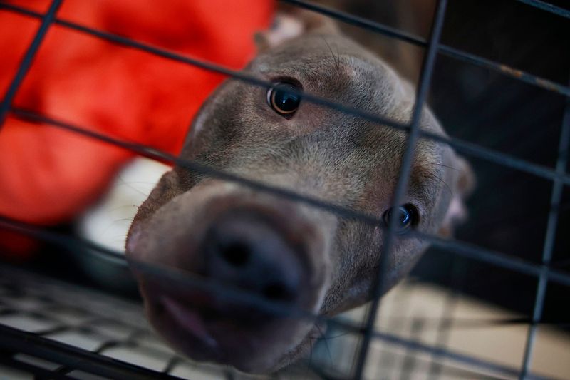 Avoid Impulse Adoptions