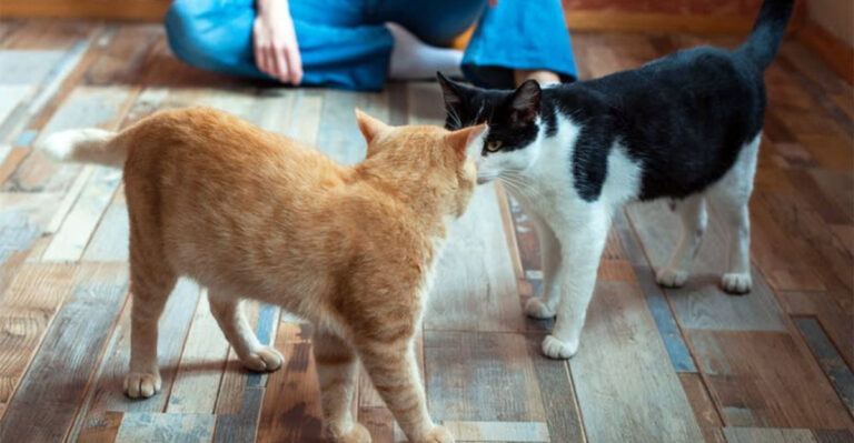 10 Strategies For Introducing A New Pet To Your Florida Family