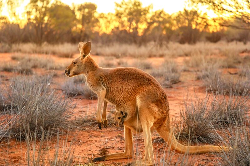 Red Kangaroos: Hopping Into Your Heart