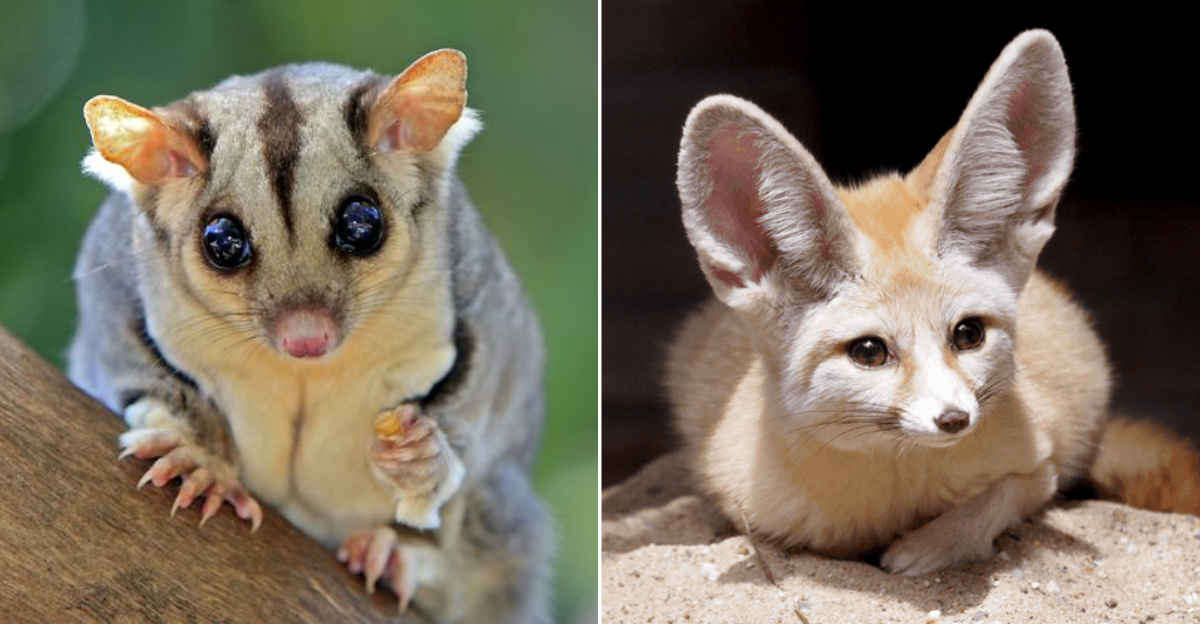 10 Surprising Exotic Pets You Can Legally Own In Colorado