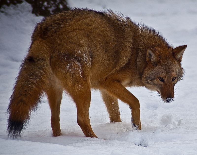 Eastern Coyote: The Suburban Shadow