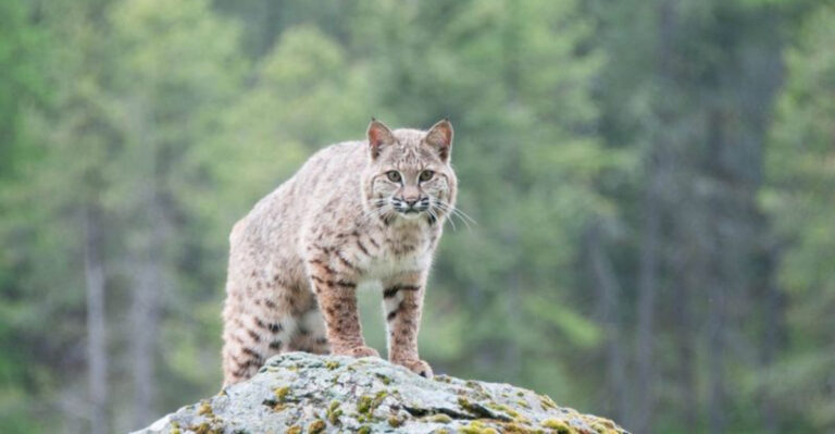 10 Surprising Wild Animals You Didn’t Realize Roam New Jersey’s Suburbs