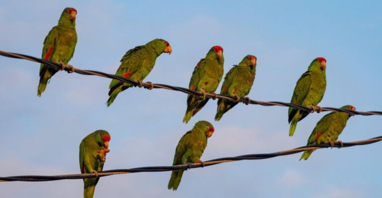 10 Things Most People Don’t Realize About Bird Ownership In California
