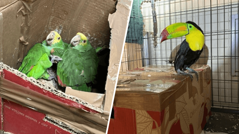 The Forbidden Feathers List