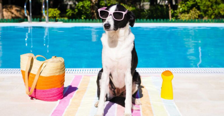 10 Tips To Keep Your Dog Safe From Sunburn In Florida