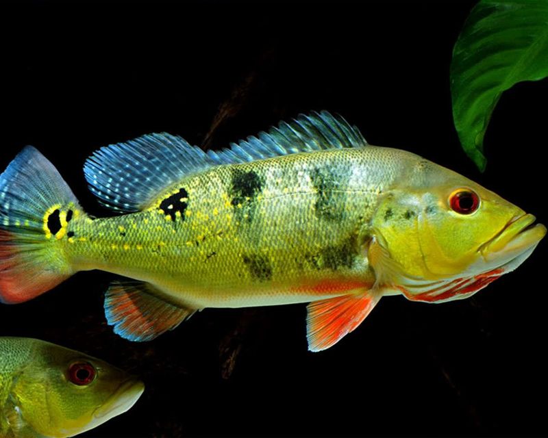 Butterfly Peacock Bass: The Aquarium Showstopper