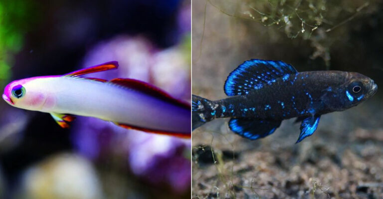10 Unique Fish Perfect For Your Florida Home Aquarium