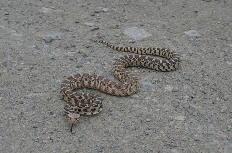 Great Basin Gopher Snake: Master of Desert Camouflage