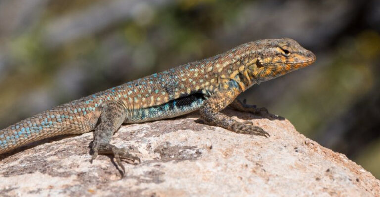 10 Unique Reptiles Found In Wyoming’s Red Desert: Rare Species And Best Viewing Spots